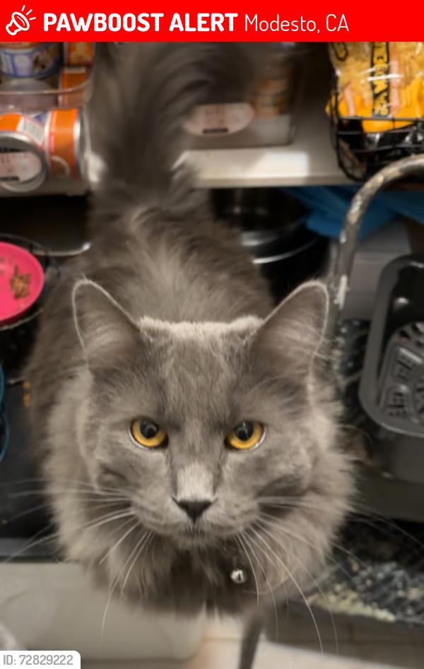 Lost Male Cat last seen Roselle Ave between Briggsmore and Merle, Modesto, CA 95355