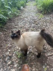 Found/Stray Unknown Cat last seen Urbine rd , Powhatan, VA 23139