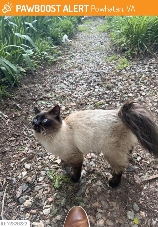 Found/Stray Unknown Cat last seen Urbine rd, Powhatan, VA 23139