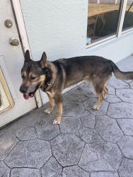 Found/Stray Unknown Dog last seen Collings drive and meridian ave, Port St. Lucie, FL 34953