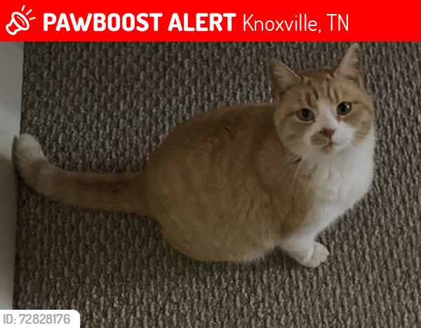 Lost Female Cat last seen Max Motors on Norris Ln & Old Jacksboro Pk, Knoxville, TN 37938