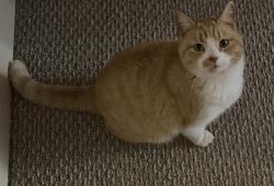 Lost Female Cat last seen Max Motors on Norris Ln & Old Jacksboro Pk, Knoxville, TN 37938