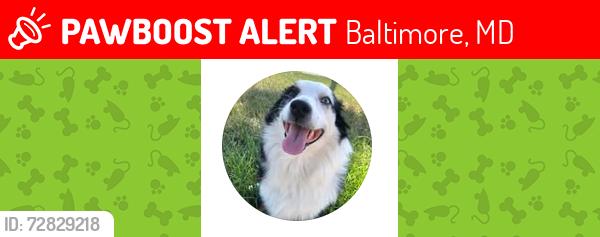 Lost Female Dog last seen Howard Street , Baltimore, MD 21201