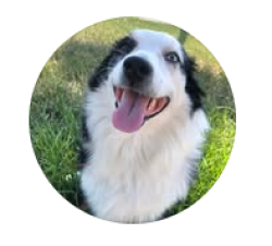 Lost Female Dog last seen Howard Street , Baltimore, MD 21201