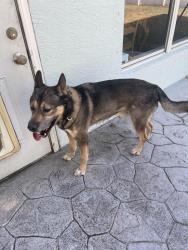 Found/Stray Unknown Dog last seen SW Collings Drive & Meridian, Port St. Lucie, FL 34953