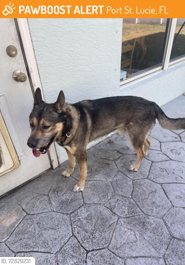 Found/Stray Unknown Dog last seen SW Collings Drive & Meridian, Port St. Lucie, FL 34953