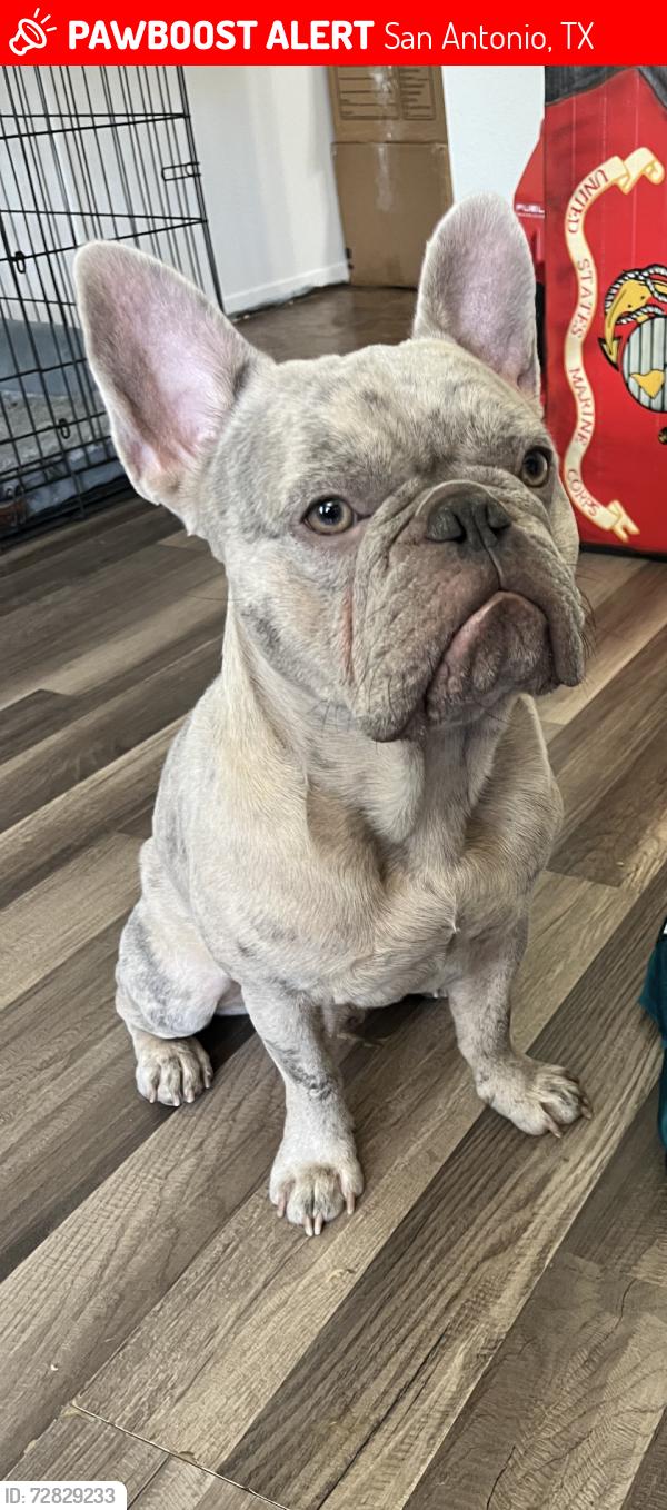 Lost Male Dog last seen Devon ave , San Antonio, TX 78223
