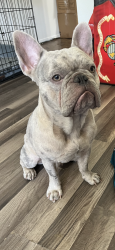 Lost Male Dog last seen Devon ave , San Antonio, TX 78223
