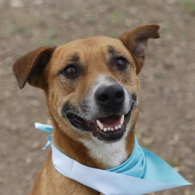 Shelter Stray Male Dog last seen S ZARZAMORA, San Antonio, TX 78227