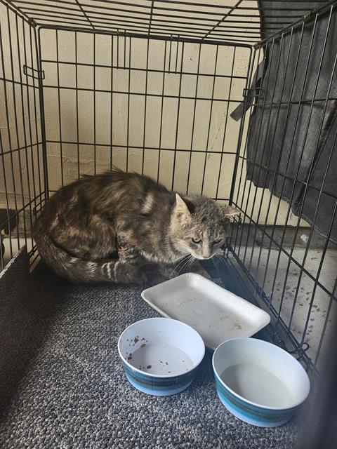 Shelter Stray Female Cat last seen Near BLOCK ROBARDS ROW, San Antonio, TX 78227