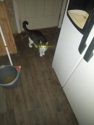 Lost Male Cat last seen Hwy 348 , Union County, MS 38828