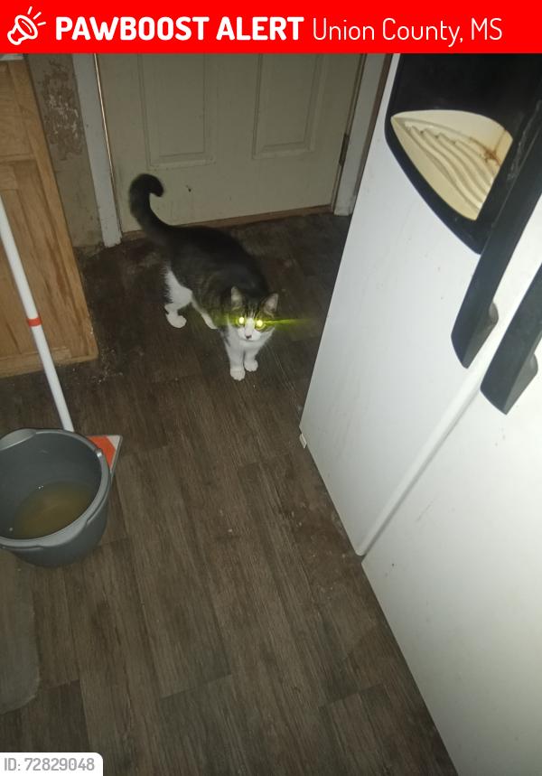 Lost Male Cat last seen Hwy 348 , Union County, MS 38828
