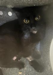 Shelter Stray Female Cat last seen Near BLOCK ORANGE AVE, SH CA, Long Beach, CA 90755