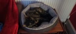 Lost Female Cat last seen Near Bankhead Road Aberdeen , Bucksburn, Scotland AB21 9HR