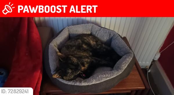 Lost Female Cat last seen Near Bankhead Road Aberdeen , Bucksburn, Scotland AB21 9HR