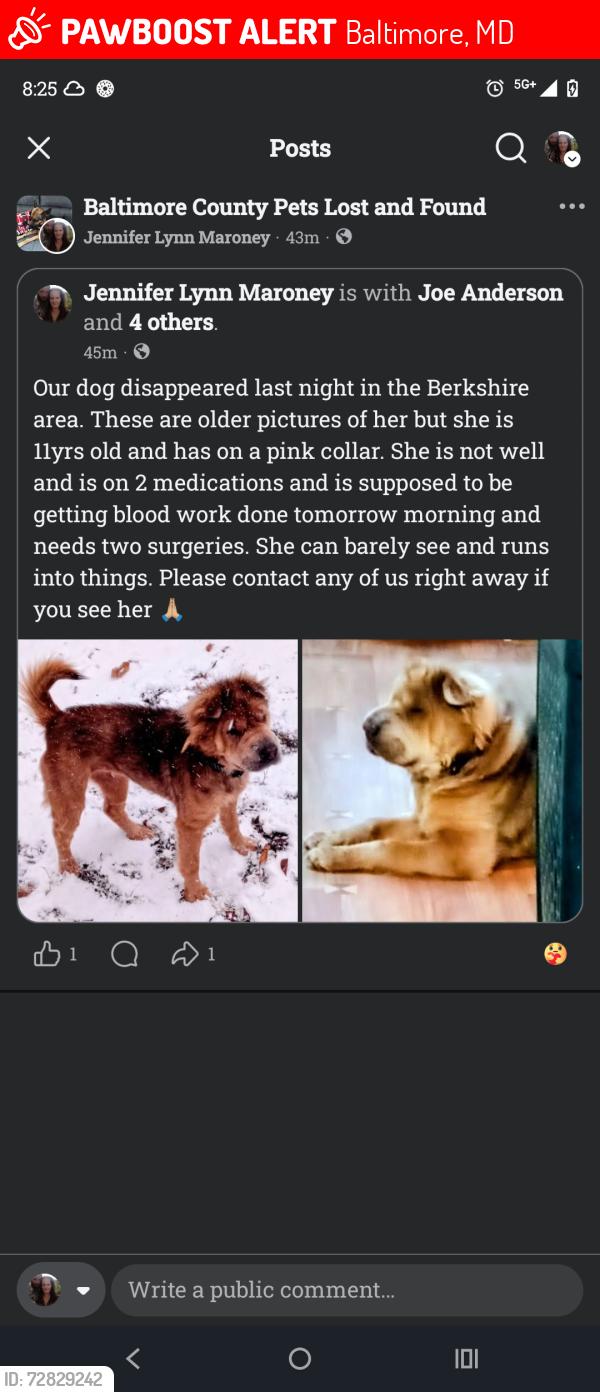 Lost Female Dog last seen Berkshire Elementary school , Baltimore, MD 21224