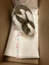 Shelter Stray Female Rabbit last seen Near BLK GARDENIA AVE, LONG BEACH, CA 90813, Long Beach, CA 90815
