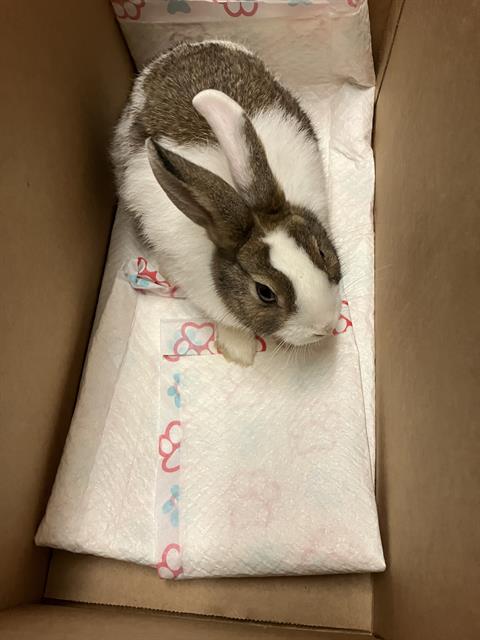 Shelter Stray Female Rabbit last seen Near BLK GARDENIA AVE, LONG BEACH, CA 90813, Long Beach, CA 90815