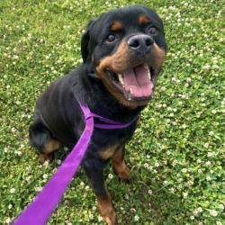 Shelter Stray Male Dog last seen SPRAGINS HOLLOW, Huntsville, AL 35805