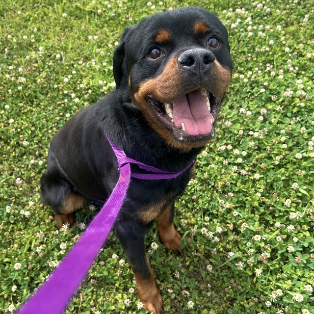 Shelter Stray Male Dog last seen SPRAGINS HOLLOW, Huntsville, AL 35805