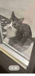 Found/Stray Female Cat last seen Westover Drive and Northwood Circle, Mechanicsburg, PA 17050
