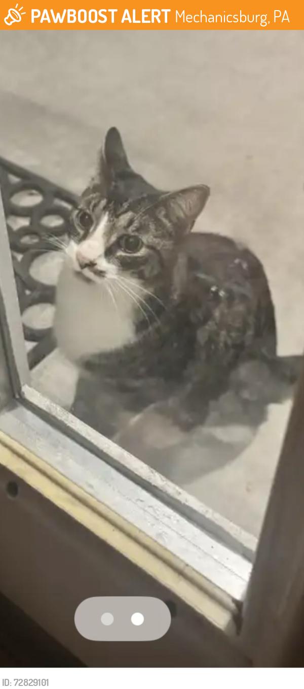 Found/Stray Female Cat last seen Westover Drive and Northwood Circle, Mechanicsburg, PA 17050