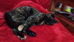 Lost Female Cat last seen Near Bankhead Road Aberdeen , Bucksburn, Scotland AB21 9HR