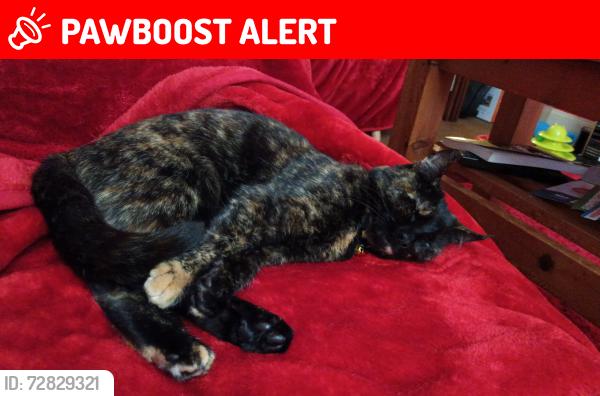 Lost Female Cat last seen Near Bankhead Road Aberdeen , Bucksburn, Scotland AB21 9HR