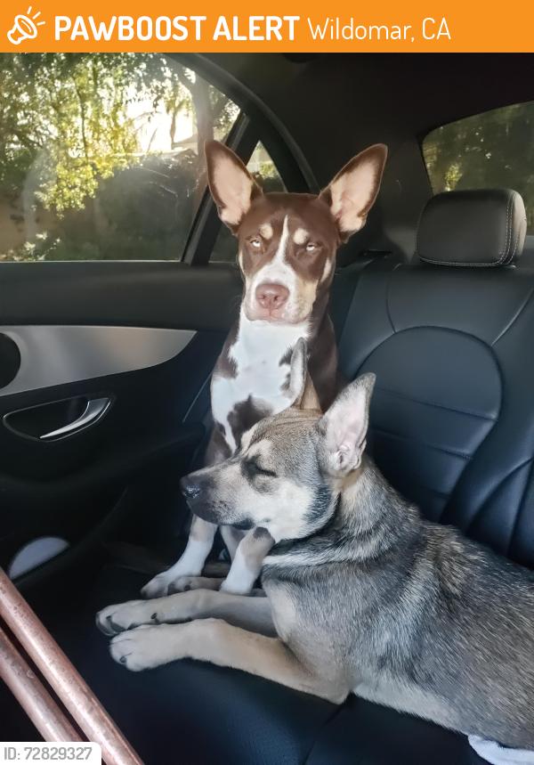 Found/Stray Male Dog last seen Grand and Palomar , Wildomar, CA 92595