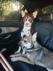 Found/Stray Male Dog last seen Grand and Palomar , Wildomar, CA 92595