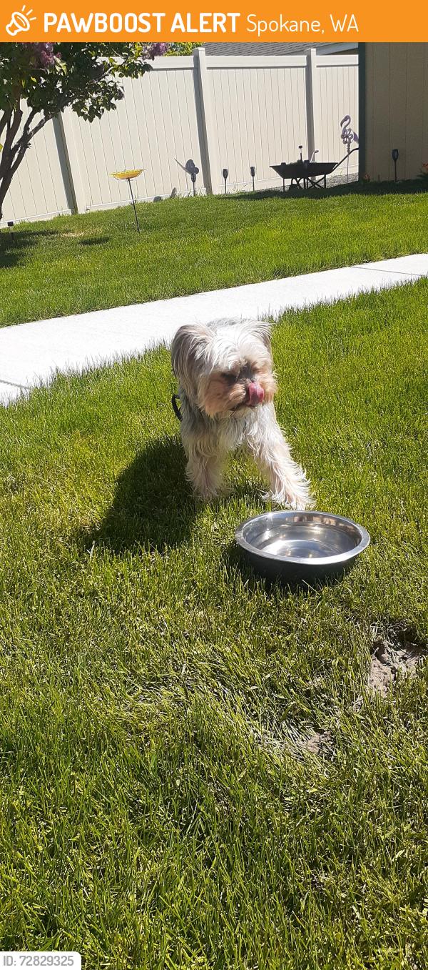 Found/Stray Male Dog last seen Milton and Columbia, Spokane, WA 99205