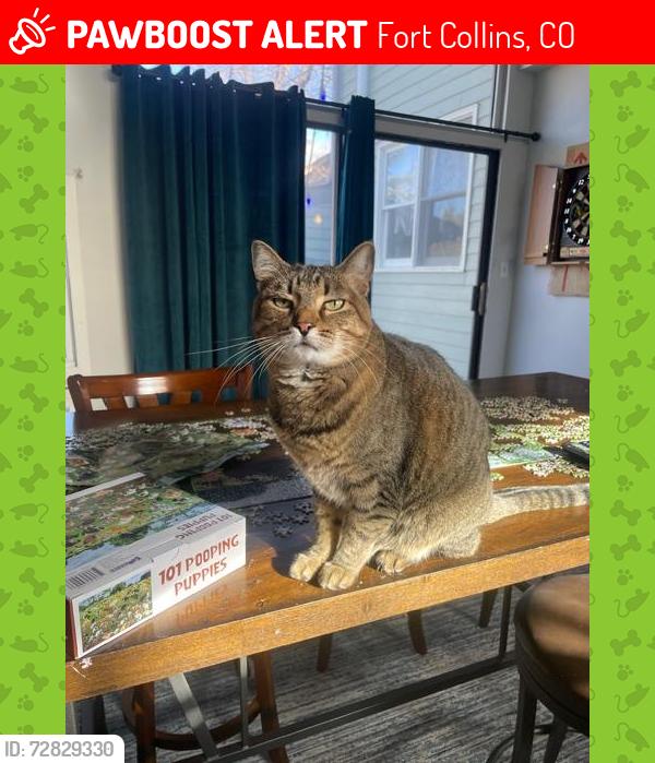 Lost Female Cat last seen Swallow & Lemay , Fort Collins, CO 80525