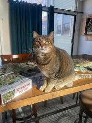 Lost Female Cat last seen Swallow & Lemay , Fort Collins, CO 80525