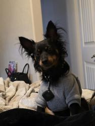 Lost Male Dog last seen Kolb and kenyon, Tucson, AZ 85710