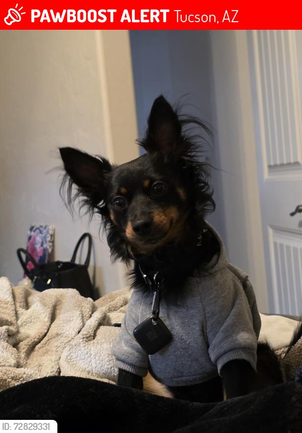 Lost Male Dog last seen Kolb and kenyon, Tucson, AZ 85710