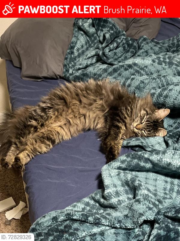 Lost Female Cat last seen 159th ST, Brush Prairie, WA 98606