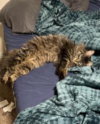 Lost Female Cat last seen 159th ST, Brush Prairie, WA 98606