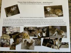 Lost Female Dog last seen Clarkson ave , Fresno County, CA 93631