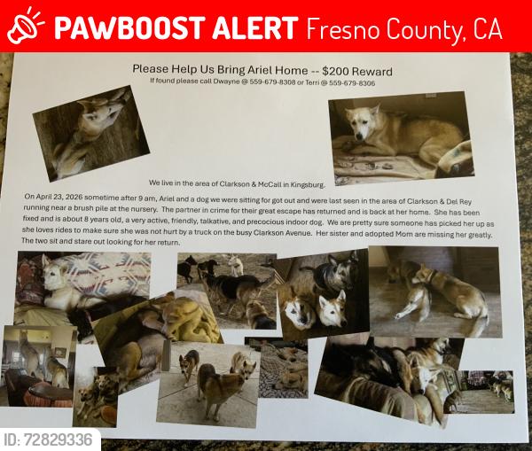 Lost Female Dog last seen Clarkson ave , Fresno County, CA 93631