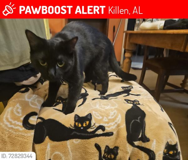 Lost Female Cat last seen en al 35645 , Killen, AL 35645