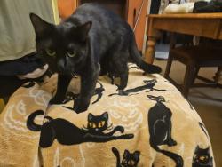 Lost Female Cat last seen en al 35645 , Killen, AL 35645