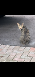 Found/Stray Male Cat last seen Hwy. 2 & Westney, Ajax, ON L1T 1N6