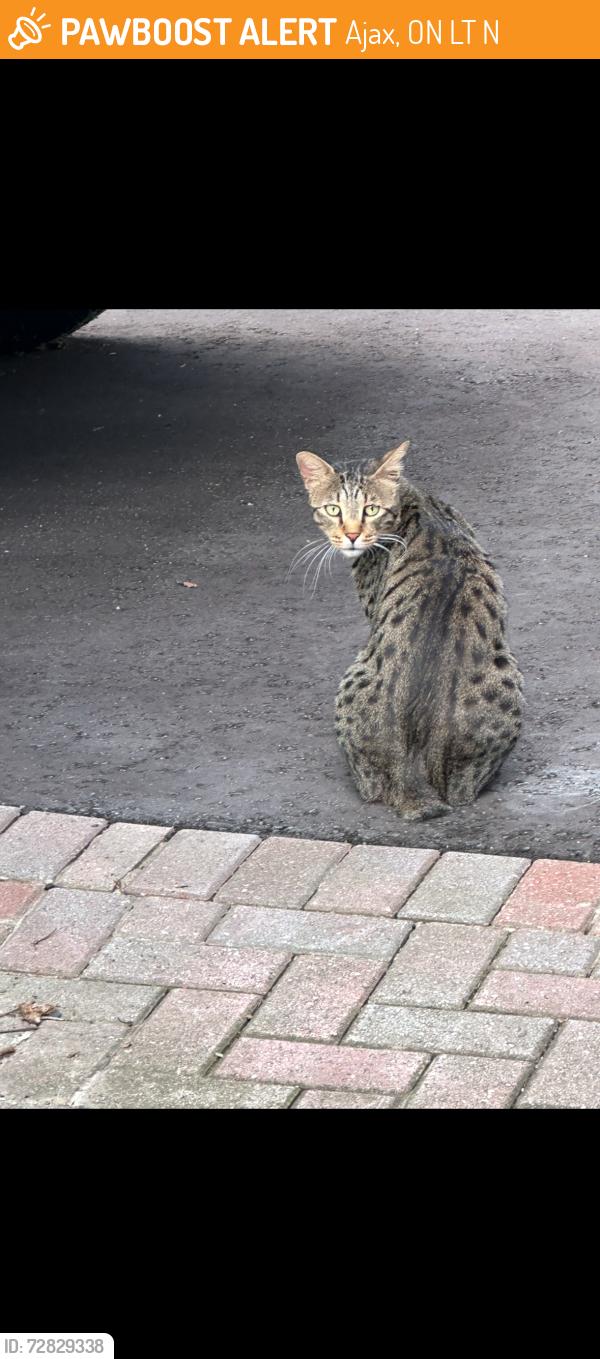 Found/Stray Male Cat last seen Hwy. 2 & Westney, Ajax, ON L1T 1N6