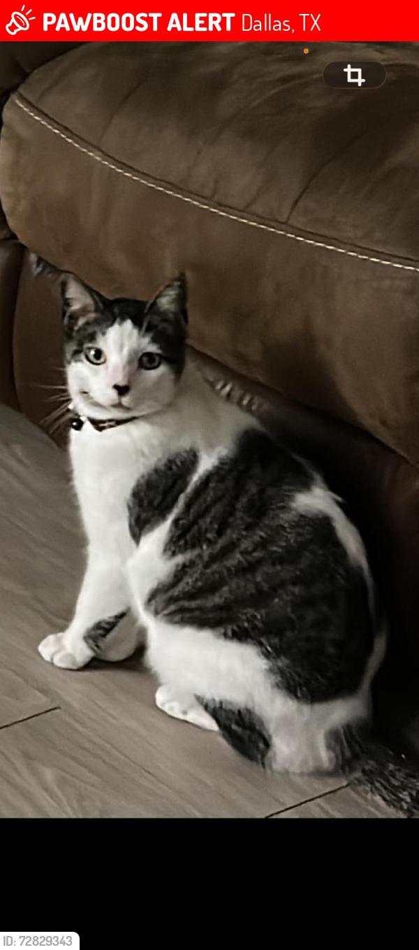 Lost Male Cat last seen Apartamento birch, Dallas, TX 75238