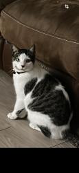 Lost Male Cat last seen Apartamento birch, Dallas, TX 75238