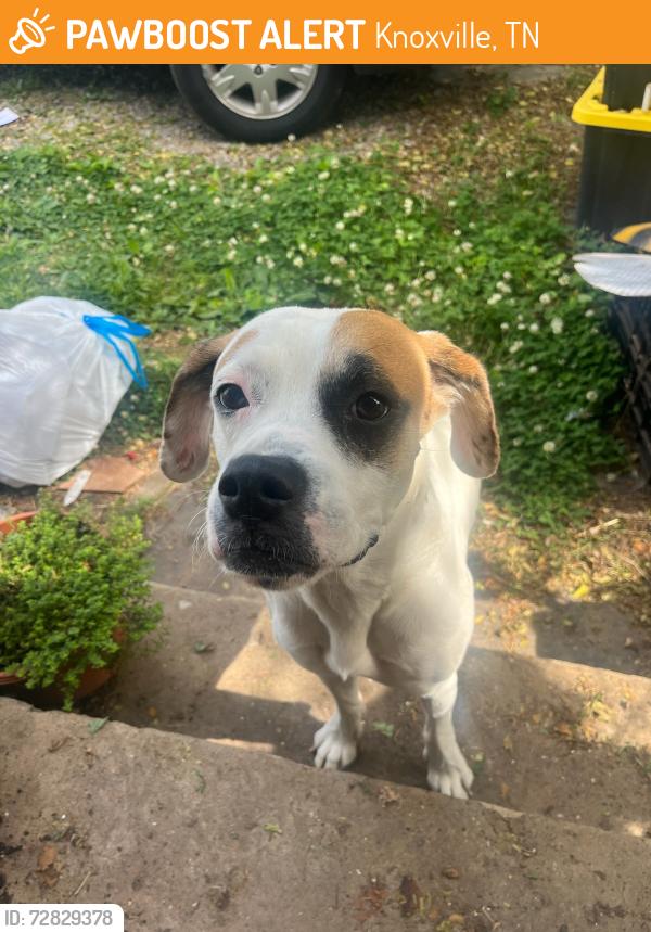Found/Stray Male Dog last seen Beaumont Avenue, Knoxville, TN 37921