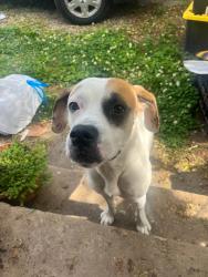 Found/Stray Male Dog last seen Beaumont Avenue, Knoxville, TN 37921