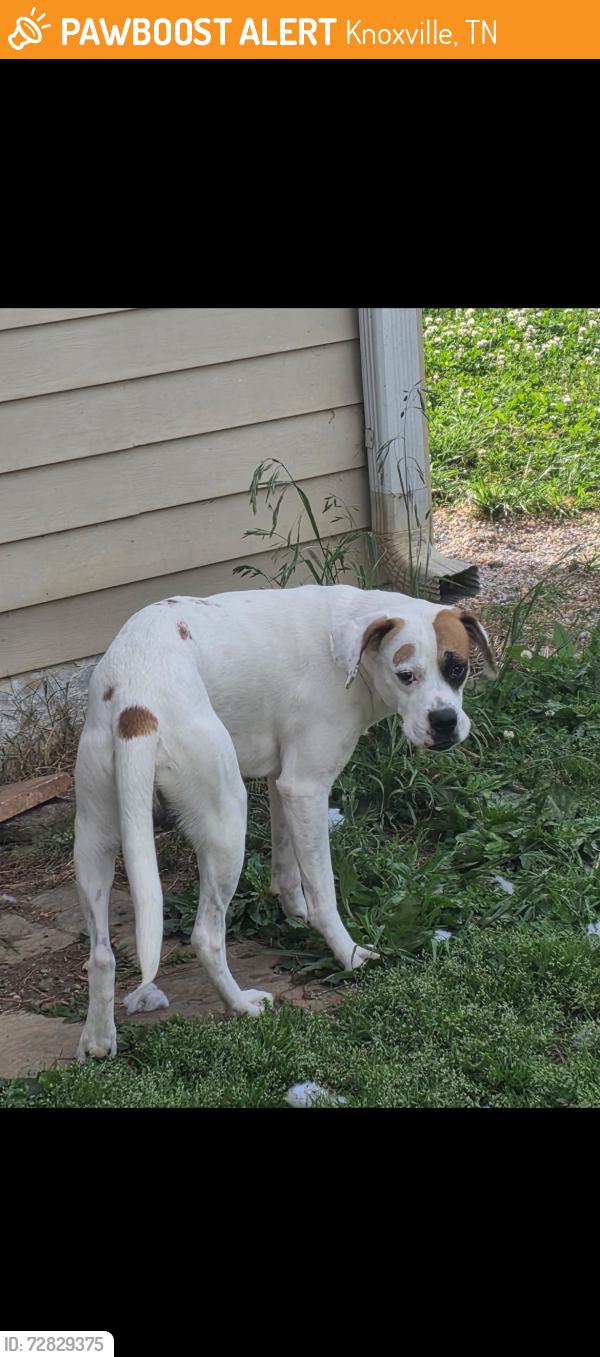 Found/Stray Male Dog last seen R&R market , Knoxville, TN 37921