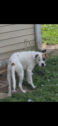 Found/Stray Male Dog last seen R&R market , Knoxville, TN 37921