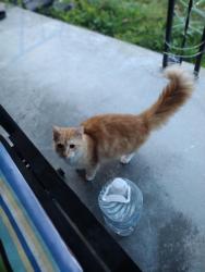 Found/Stray Unknown Cat last seen Near Old Cherry Point Rd, New Bern, NC 28560